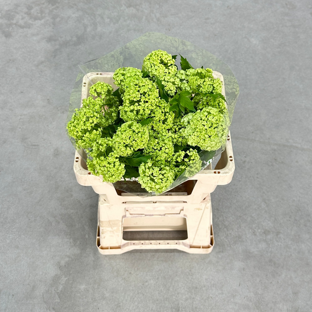 Вібурнум "Розеум"